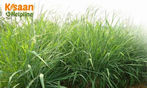 घास की कहानी, जिसने कृषि की नींव रखी